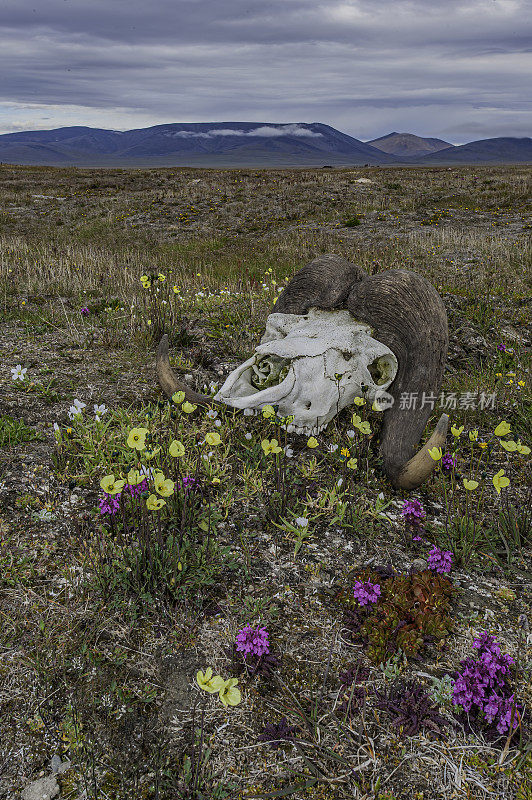 麝牛头骨(Ovibos moschatus，麝牛)是一种北极牛科哺乳动物。在俄罗斯楚科奇自治州弗兰格尔岛的疑湾，头骨和角躺在地上。